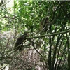 Động vật hoang dã tại Vườn Quốc gia Phong Nha-Kẻ Bàng. (Nguồn: Vườn Quốc gia Phong Nha-Kẻ Bàng)