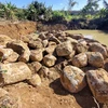 Hàng trăm khối đá lớn nằm la liệt trong khu vực rẫy càphê của ông Thủy. (Ảnh: Quang Thái/TTXVN)