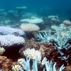 Rạn san hô Great Barrier ở đảo Orpheus, Australia. (Ảnh: AFP/TTXVN)