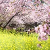 Hoa anh đào nở rộ tại tỉnh Kanagawa, Nhật Bản. (Ảnh: Kyodo/TTXVN)