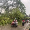 Mưa to kèm dông lốc đã làm nhiều cây xanh ở huyện Lâm Bình, tỉnh Tuyên Quang, bị gãy, đổ. (Ảnh: TTXVN phát)