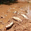 Nhiều loài cá bị chết ở khe Rào Trường, xã Vĩnh Hà, huyện Vĩnh Linh, tỉnh Quảng Trị. (Ảnh: Nguyên Lý/TTXVN)