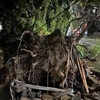 Hà Nội: Cây cối gãy đổ la liệt sau cơn mưa giông cực lớn