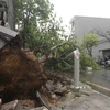 Cây đổ trước cửa nhà dân trên đường Nguyễn Công Trứ, thành phố Vĩnh Yên sau trận mưa lớn trưa 24/4. (Ảnh: Hoàng Hùng/TTXVN)