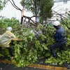 Người dân thu dọn một cây xanh bị gãy cành do mưa dông trên đường Phạm Văn Đồng (thành phố Thủ Đức, Thành phố Hồ Chí Minh). (Ảnh: TTXVN phát)