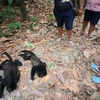 Khỉ rú chết do nắng nóng gay gắt tại bang Tabasco. (Nguồn: Reuters)