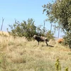 Một chú chó hoang châu Phi trong khu bảo tồn động vật hoang dã tại tỉnh Gauteng của Nam Phi. (Ảnh: Hồng Minh/TTXVN)