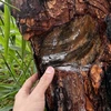 Thủ đoạn của các đối tượng bức hại rừng thông là khoan lỗ vào thân cây rồi đổ hóa chất cho cây chết dần. (Ảnh: Nguyễn Dũng/TTXVN)