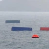 Container nổi trên mặt biển sau khi tàu Chiang Laan chìm. (Nguồn: Fresh News)