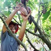Ông Nguyễn Văn Dũng, xã Ea Na, huyện Krông Ana, tỉnh Đắk Lắk, thu hoạch cacao ở vườn của gia đình. (Ảnh: Hoài Thu/TTXVN)