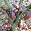 Tỉnh Đắk Lắk hiện có khoảng 1.140ha trồng cacao. (Ảnh: Hoài Thu/TTXVN)