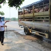 Lực lượng thú y tỉnh Thừa Thiên-Huế phun hóa chất tiêu độc khử trùng xe chở lợn vào địa bàn tỉnh tại chốt kiểm dịch động vật trên tuyến Quốc lộ 1A. (Ảnh: Hồ Cầu/TTXVN)