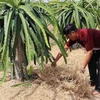 Nông dân xã Kiểng Phước, huyện Gò Công Đông, Tiền Giang, dùng rơm rạ tủ gốc giữ ẩm cho vườn thanh long. (Ảnh: Minh Trí/TTXVN)