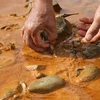 Nước sông Nậm Huống tại xã Châu Thành, huyện Quỳ Hợp, tỉnh Nghệ An chuyển màu đục vàng kèm theo hiện tượng cá chết hàng loạt khiến người dân lo lắng. (Ảnh: Văn Tý/TTXVN)