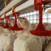 Một trang trại gà. (Ảnh: AFP/TTXVN)