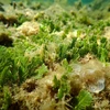 Hệ sinh thái rong và cỏ biển thuộc Khu bảo tồn biển Vườn quốc gia Núi Chúa (huyện Ninh Hải, Ninh Thuận). (Ảnh: TTXVN phát)