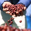 Càphê Arabica. (Ảnh: Tuấn Anh/TTXVN)