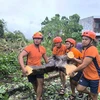 Cây cối gãy đổ do bão Trami tại tỉnh Albay, Philippines. (Ảnh: THX/TTXVN)