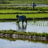 Nông dân làm việc trên cánh đồng lúa ở Japakeh, gần Banda Aceh, Indonesia. (Ảnh: AFP/TTXVN)