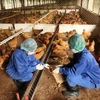 Tiêm vắcxin phòng chống cúm gia cầm cho đàn gà. (Ảnh: Anh Tuấn/TTXVN)