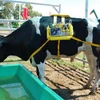 INTA từng gây tiếng vang trong giới khoa học thế giới sau khi chế tạo thành công thiết bị đo khí thải được hình thành trong dạ cỏ của bò. (Nguồn: INTA)