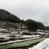 Đây là đợt mưa tuyết xuất hiện lần thứ 2 ở Cao nguyên đá Đồng Văn trong mùa Đông năm nay. (Ảnh: Quỳnh Lưu/TTXVN phát)