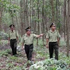 Tuần tra, kiểm soát bảo vệ rừng. (Ảnh minh họa: Quang Quyết/TTXVN)