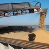 Argentina đứng đầu thế giới trong xuất khẩu cám bã đậu tương. (Nguồn: elcampohoy.com)