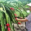 Giá thanh long ruột đỏ tăng cao, nông dân Đồng Nai phấn khởi