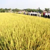Khảo nghiệm và sản xuất nhiều giống lúa chất lượng cao