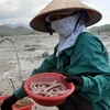 Nhọc nhằn nghề khai thác đặc sản sá sùng tại Quảng Ninh