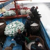 Phú Yên: Gần 53 tỷ đồng cho ngư dân khai thác hải sản xa bờ