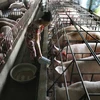 Tiền Giang ứng dụng tiến bộ khoa học công nghệ vào chăn nuôi 