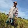 Sản lượng thóc gạo trong quý 3 của Philippines ước giảm 10%
