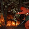 Cháy rừng từ Indonesia gây ô nhiễm không khí ở Singapore
