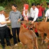 Gần 630 con bò giống sẽ được trao cho các hộ nghèo ở Hà Giang