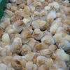 Quảng Ninh: Bắt giữ và tiêu hủy 24.000 con gà giống nhập lậu