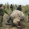 Nam Phi: Số tê giác bị săn trộm lên cao kỷ lục trong năm 2014