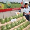 Dưa hấu trái mùa tại tỉnh Hậu Giang bán được giá cao