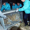 Ba quan chức Trung Quốc bị bắt vì nuôi 11 con hổ Siberia