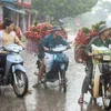 Nông dân "vựa vải" dầm mưa, đôn đáo tìm nơi tiêu thụ sản phẩm. (Ảnh: Minh Sơn/Vietnam+) 
