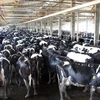 Hàng ngàn con bò được tập kết, chờ đến giờ đưa vào vắt sữa tại Công ty Cổ phần Thực phẩm Sữa TH True Milk ở huyện Nghĩa Đàn, Nghệ An. (Ảnh: Đình Huệ/TTXVN)