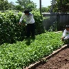 Các chiến sỹ chăm sóc vườn rau ở đảo Trường Sa Lớn. (Ảnh: Hồ Cầu/TTXVN)