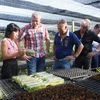Đoàn công tác thành phố Emmen (Hà Lan) thăm các nhà vườn trồng hoa. (Ảnh Huỳnh Phúc Hậu/TTXVN)