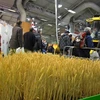 Mô hình cánh đồng lúa mỳ sạch được trưng bày tại Hội chợ-triển lãm nông nghiệp Paris. (Ảnh: Bích Hà/Vietnam+)