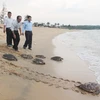 Thả 6 cá thể rùa biển về tự nhiên. (Ảnh: Phước Ngọc/TTXVN )
