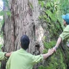 Cây pơmu trong rừng đều được đánh dấu và được các lực lượng chức năng cùng cộng đồng người Cơ Tu bảo vệ bảo vệ nghiêm ngặt. (Ảnh: Đoàn Hữu Trung/TTXVN)