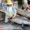 Sơ chế cá ngừ đại dương ở Phú Yên. (Ảnh: Tư liệu Báo ảnh Việt Nam)