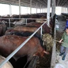 Một góc trang trại chăn nuôi bò của Công ty thuộc Dự án chăn nuôi bò thịt chất lượng cao ở Nình Bình. (Ảnh: Đình Huệ/TTXVN)