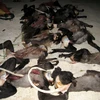 Voọc chà vá chân đen - tang vật thu được từ vụ án săn bắn thú rừng quý hiếm tại Vườn quốc gia Núi Chúa, tỉnh Ninh Thuận. (Ảnh minh họa: Công Thử/TTXVN)